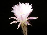 Thumbnail of 1447_Echinopsis Hybride rosa_20170529(1).JPG